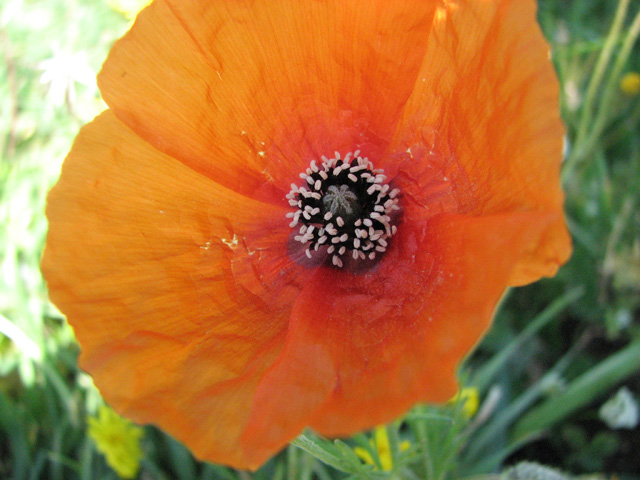 papaver  Apulum?